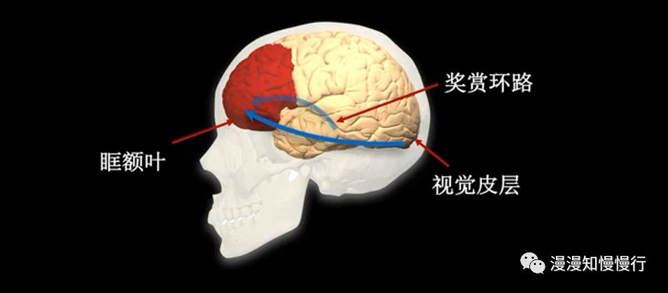 人的评估系统在大脑前额叶的眶额叶.