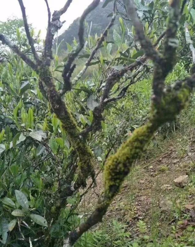 五十年到六十年以上树龄的水仙茶树,按目前的说法可称为老枞水仙,为何