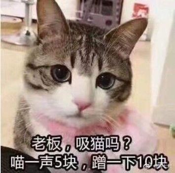 养猫的人为何如此优秀? 云顶app下载