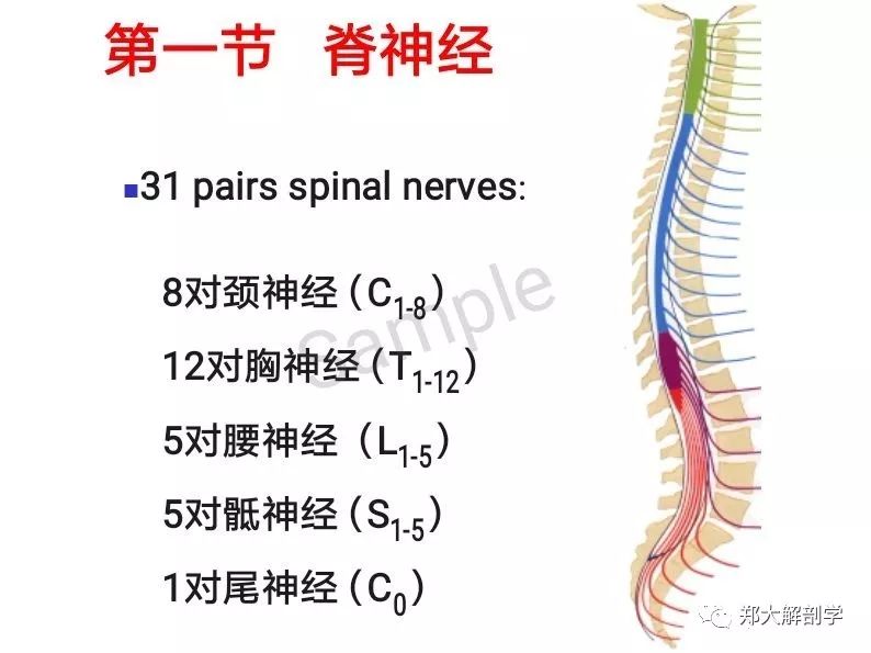 解剖脊神经