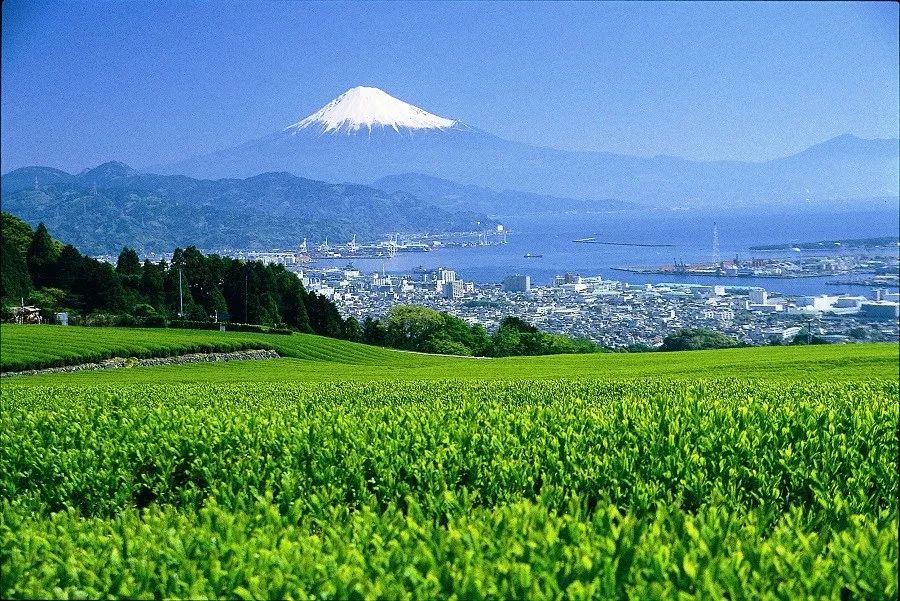 日本将对中国游客逐步开启网上签证通道