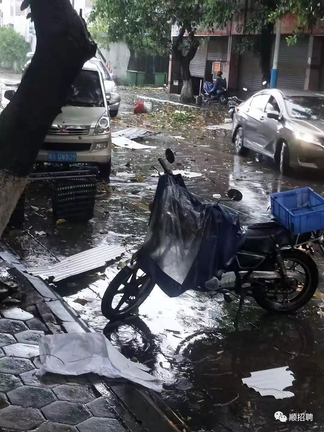 台风在路上!顺德均安有大树倒下,压着一台小车!