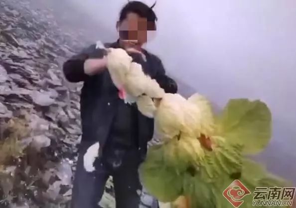 【800扫描】男子摘珍稀植物发视频被查,专家:一生只开一次花 吉祥坊备用网址