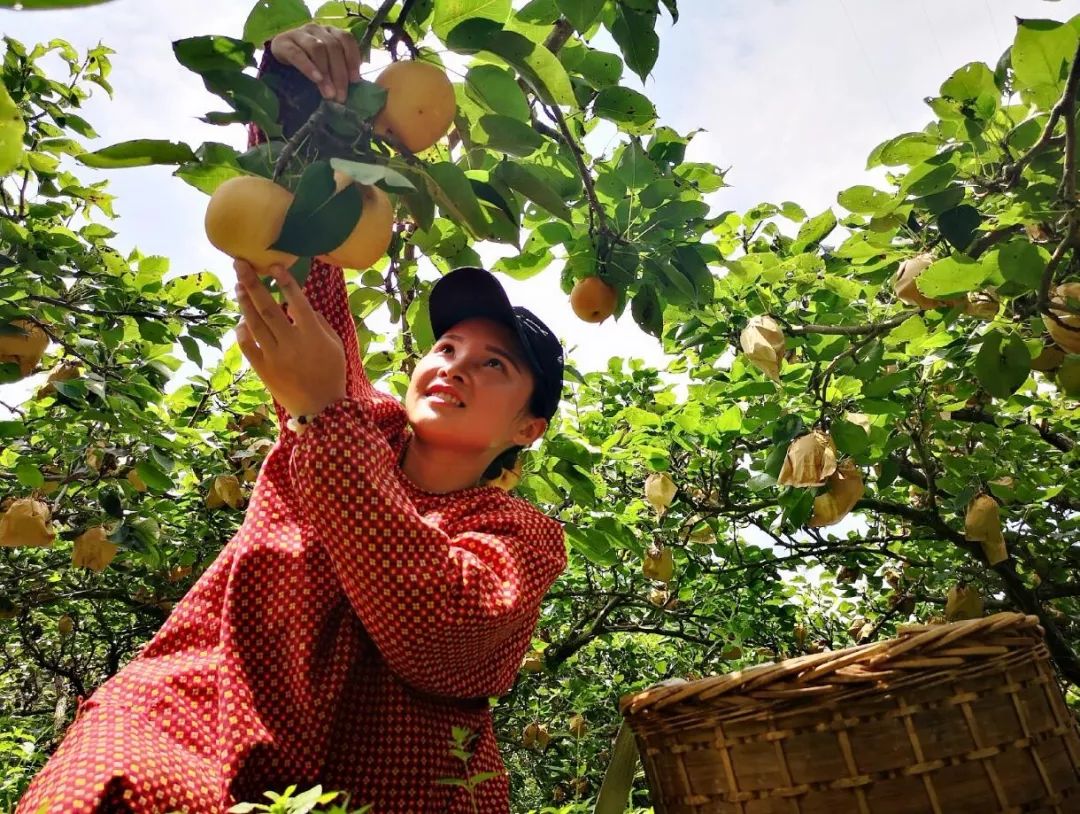 龙胜桂花梨飘香果农采摘忙