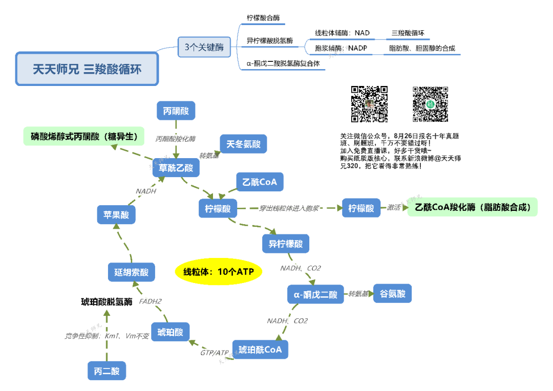 生化糖有氧氧化