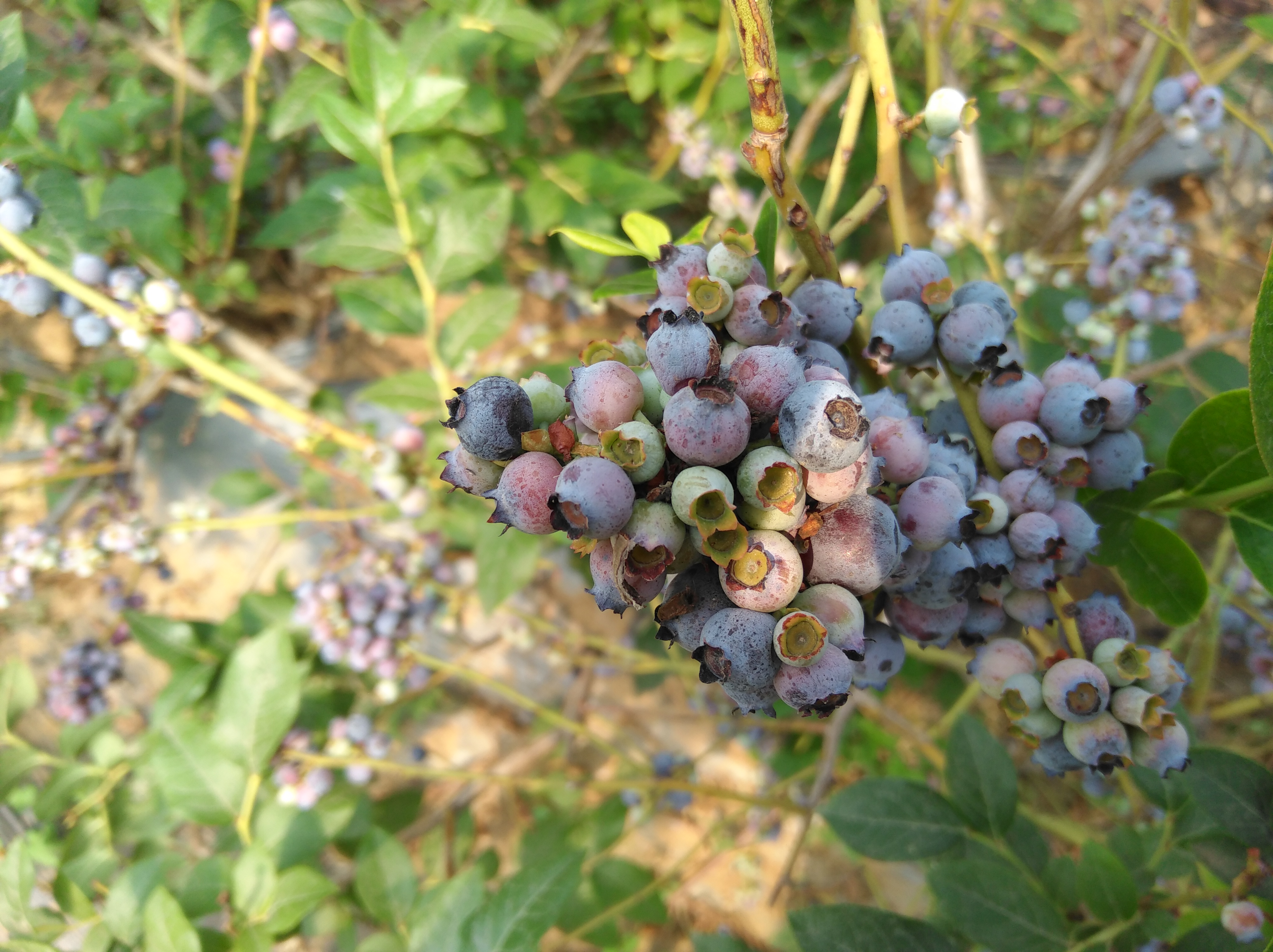 蓝莓中熟品种都克蓝莓的种植技术和管理