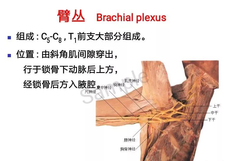 解剖脊神经