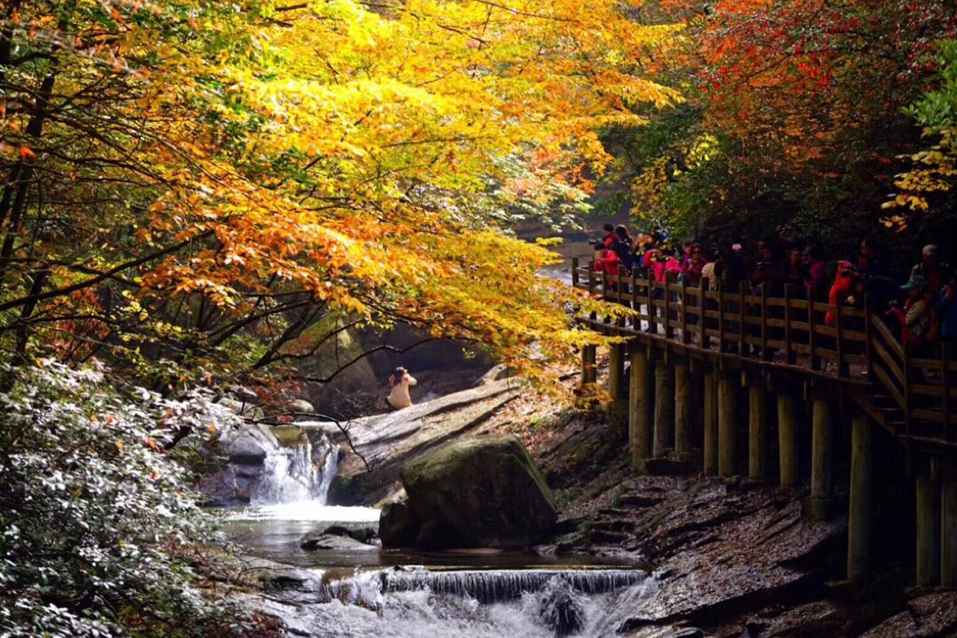 【秦巴秋色】2019-10-19 穿越秦岭 | 秋之私语光雾山
