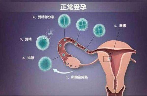                     原创             月经过后多久，女人一“碰”就怀孕？可能并不是排卵日