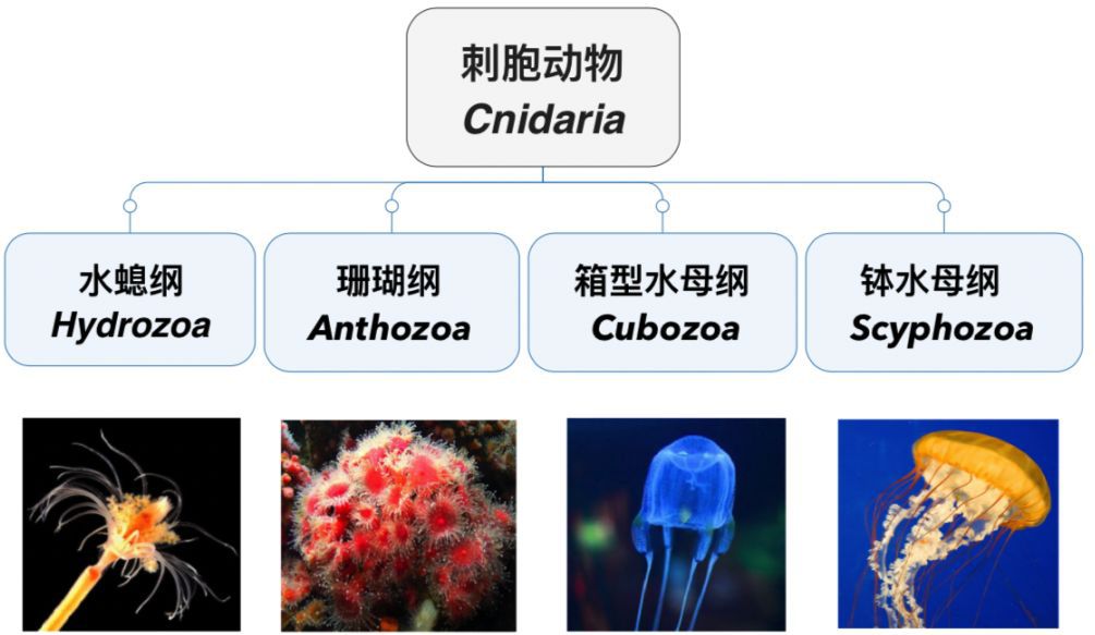 【物种】火珊瑚与蛰水螅-啊多么痛的领悟_刺细胞