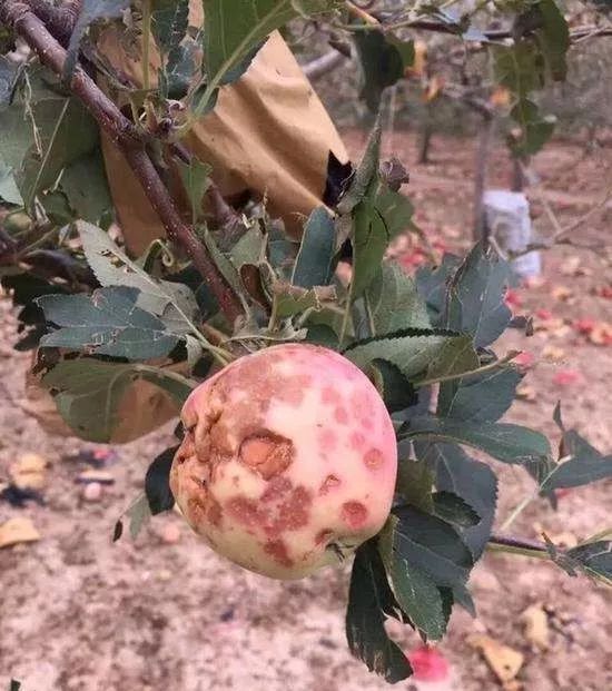 昆腾提醒苹果园里冰雹忙着果农怎么能闲着
