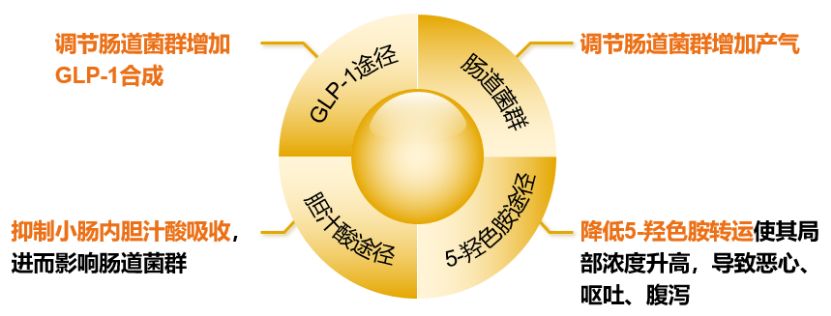 还在担心二甲双胍引起的胃肠道反应?新方法了