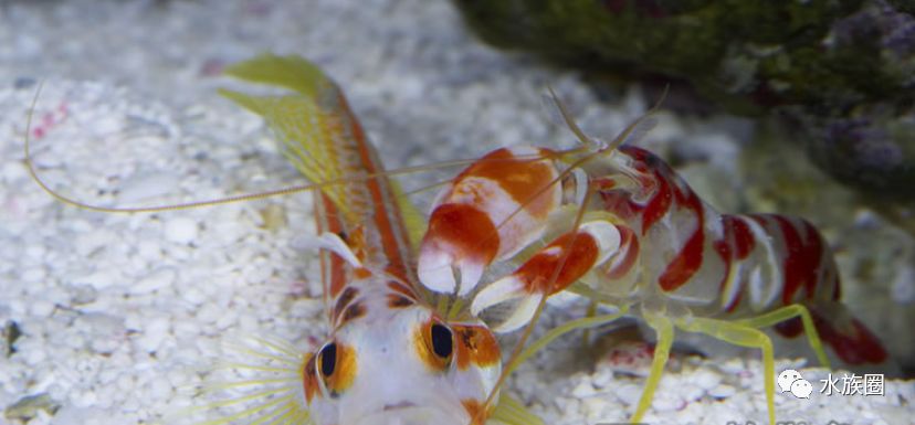 鼓虾alpheidae手枪虾介绍snappingshrimp