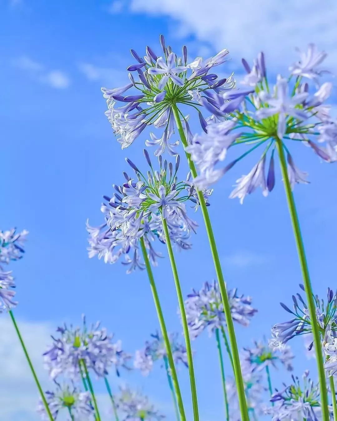 8月,让这些清凉的蓝色花朵绽放在你的花园