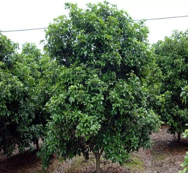 几种常见常绿阔叶乔木的养护方法