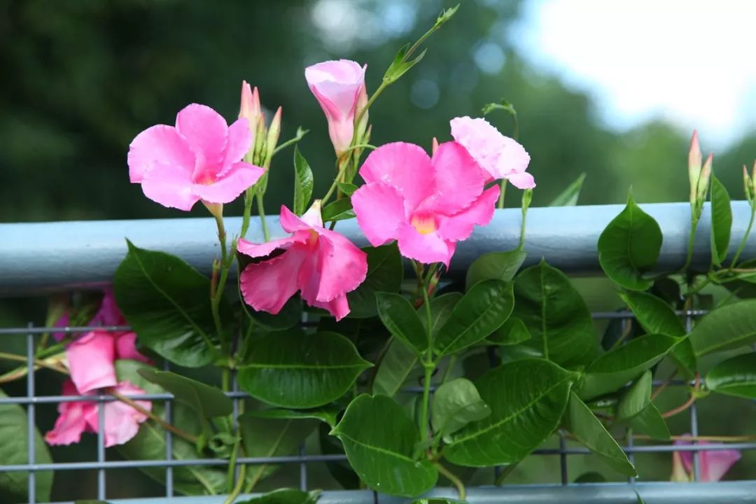 园艺种植飘香藤香飘满园