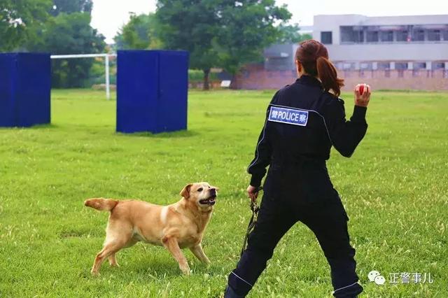 探秘丨警花与警犬