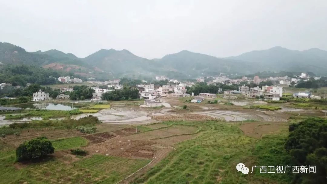 古河村位于岑溪市糯垌镇东南部,土壤肥沃且富含硒元素,这里种植的花生