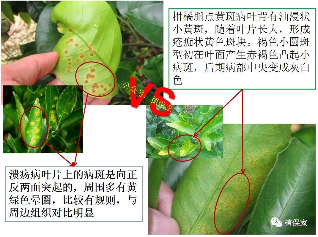 溃疡病一定是细菌性病害?大错特错!深度解析溃疡病,这样才能可防可治!