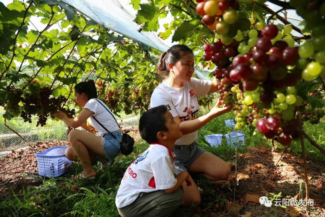 在园主的带领下,我们进入了葡萄园,大家伙采摘得不亦乐乎.