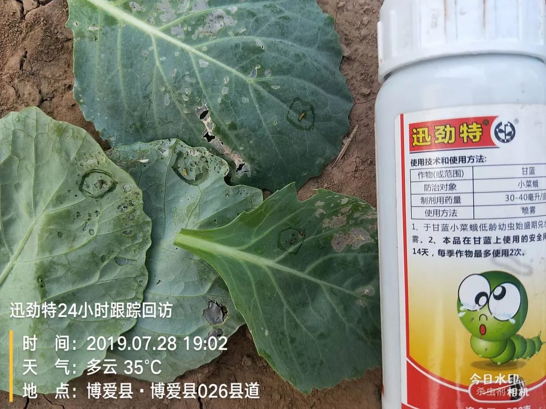 30斤 时间:2019-07-28 19:02 使用迅劲特24小时后观察:甘蓝小菜蛾发黄