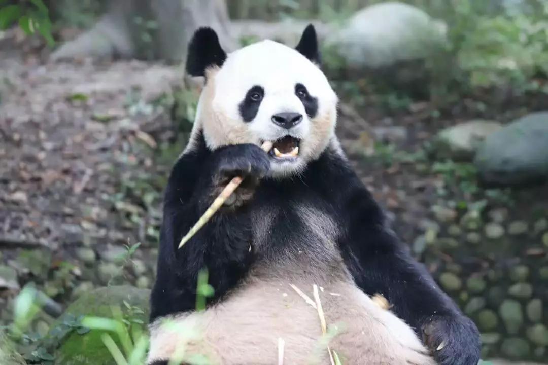购《大熊猫 我的秦岭邻居》,可享半价游佛坪