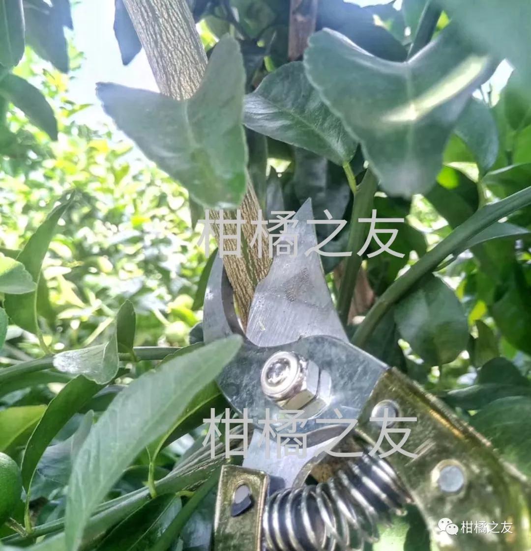 柑橘秋梢是来年优良结果母枝,修剪为了确保秋梢正常抽出,抽出时间较