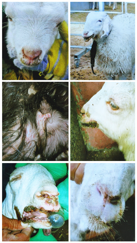 羊的传染性脓疱,羊烂嘴巴,羊口炎