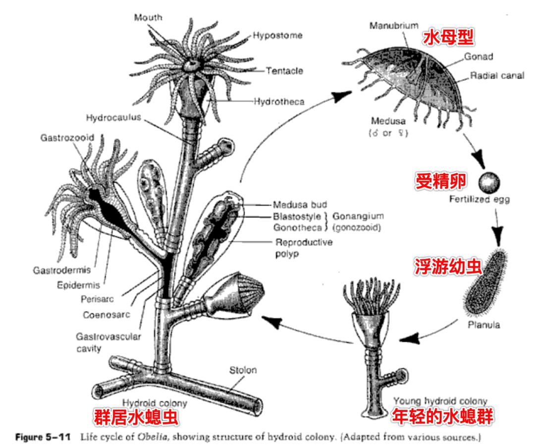 【物种】火珊瑚与蛰水螅-啊多么痛的领悟_刺细胞