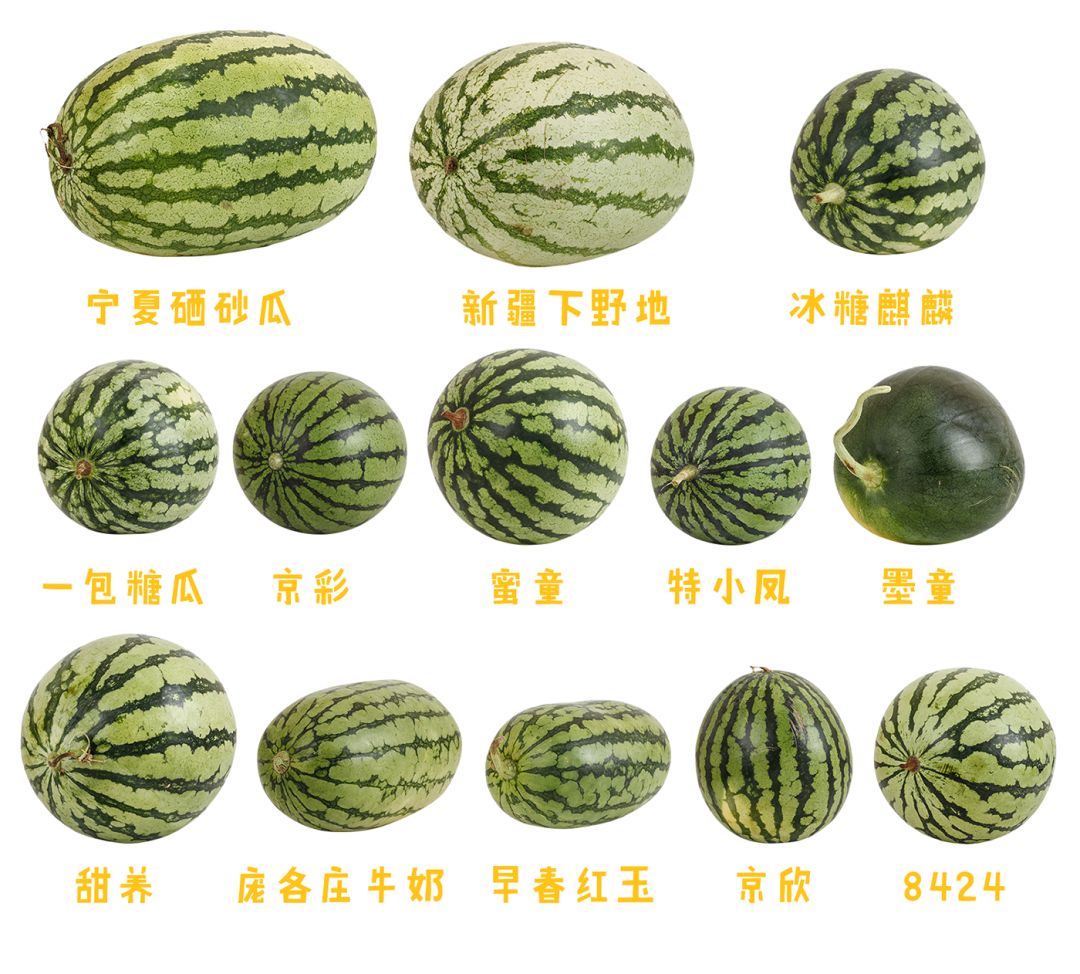 中国哪里的西瓜最好吃 | 吃了这口瓜,甜的忘了他