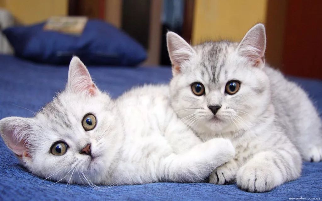 怎么挑选小猫性格 3c0b6239f30246728bbbf72f0d683129.jpeg