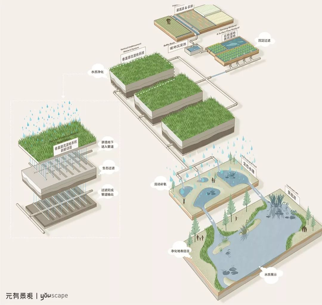 我们依照农田肌理布置潜流人工湿地,将两条灌溉渠引入,从而净化水中上