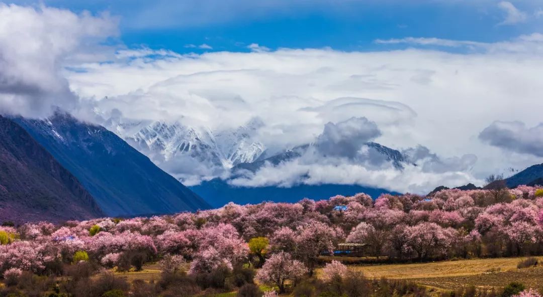 林芝巿人口_林芝桃花