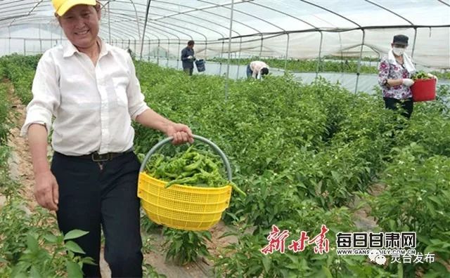 每日甘肃网灵台县中台镇扶贫蔬菜产销两旺