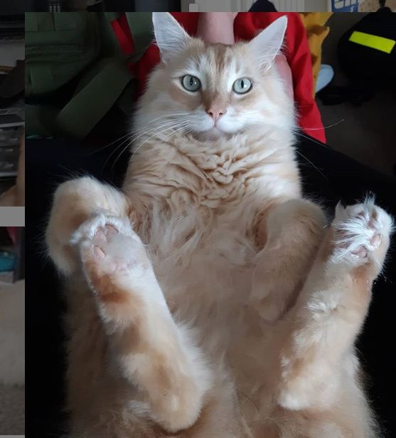 怪癖猫咪听到主人洗澡声就要撕烂浴帘,结果主人开始了反击! long8国际龙8