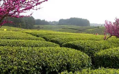 凤冈县经济总量_凤冈县仙人岭