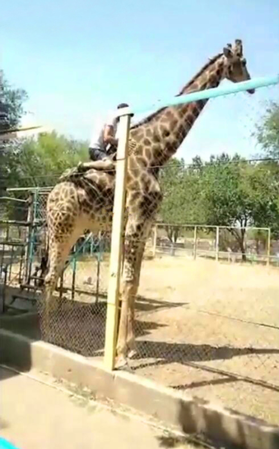 哈萨克斯坦一醉汉翻越动物园围栏骑长颈鹿