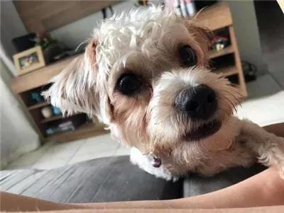 狗狗患分离焦虑,善良邻居好心照顾