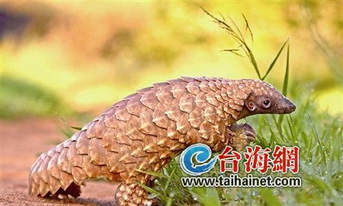 8.25吨鳞片背后1.6万只穿山甲被杀 皇家娱乐游戏
