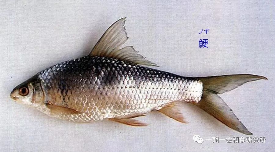 认鱼识字 魚文字 汉字