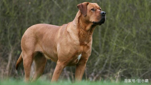 在欧美受欢迎的东方斗犬凶狠强壮的土佐犬是一种什么样的狗狗