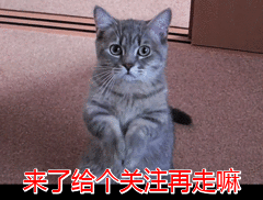 松狮犬有这5个特征，说明你养的是纯种的，你家的占了几个？