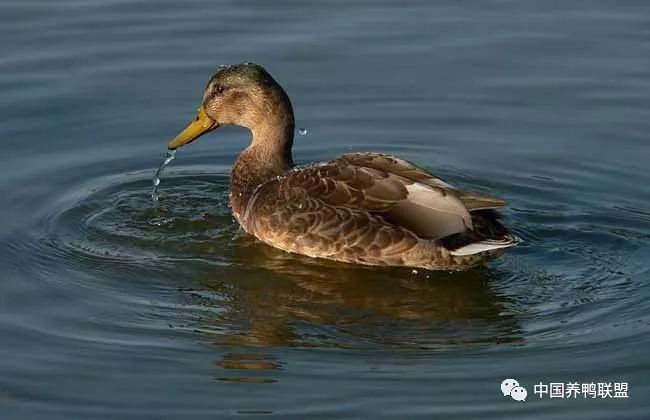 什么是青年鸭 825afef5cc1e4090b63b4bc159c3e258.jpeg