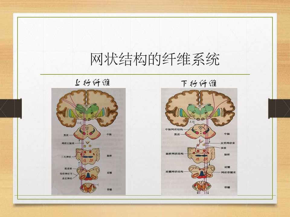 脑干网状结构与感觉整合治疗,筋膜刀与振动音叉的临床