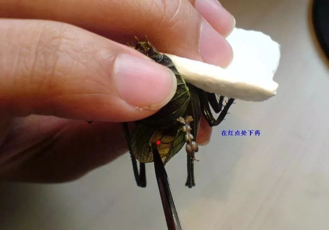 而且,给蝈蝈点药基本上也是个技术活.
