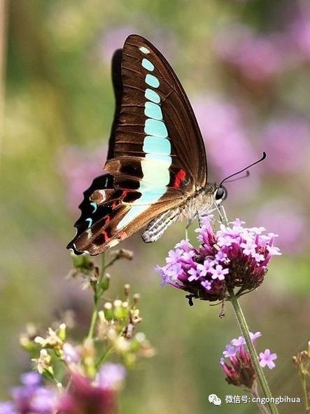 大自然之美——翩然起舞的蝴蝶