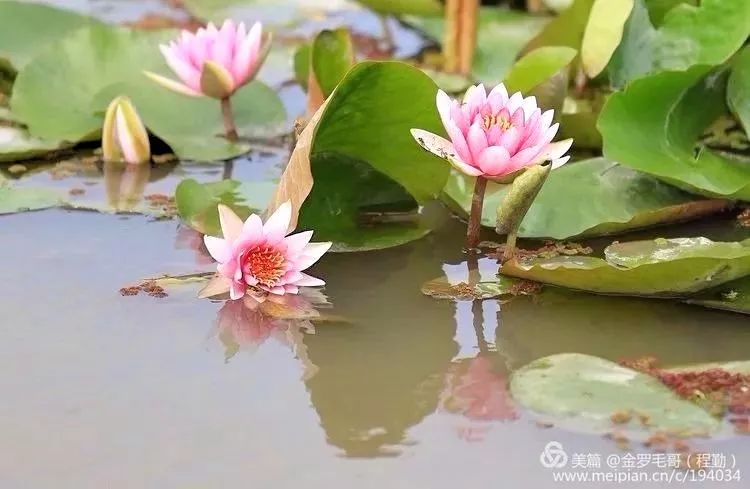 醉梦荷塘简谱_荷塘月色简谱(2)