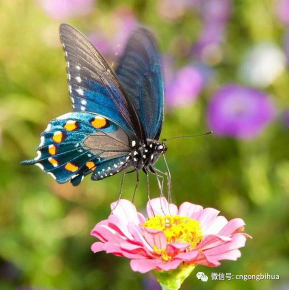 大自然之美——翩然起舞的蝴蝶