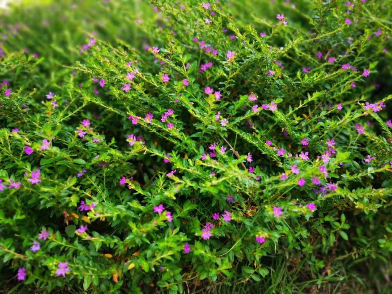 8种容易开花又好养的庭院花卉花朵有清新香味种了不后悔