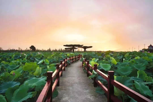 蓝城·风荷九里,就择址王江泾的4a级景区—莲泗荡风景区旁.